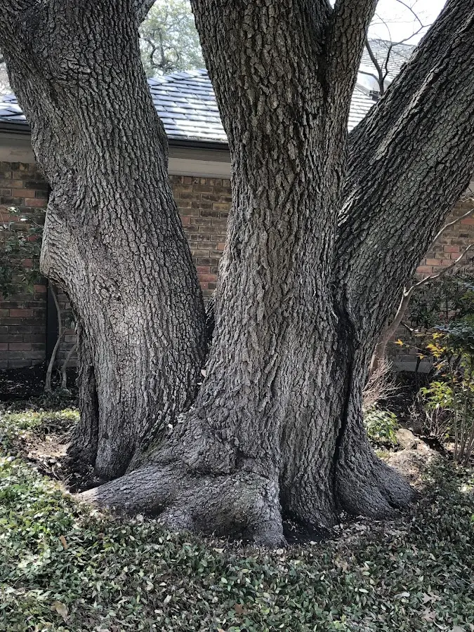 Mature heritage tree close to a San Jose property cared for by certified arborists